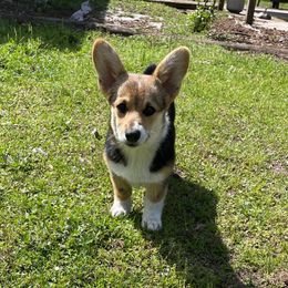 Angie - Black and tan Pembroke Welsh Corgi puppy in Saint Johns, Florida from Colebrooke Farm