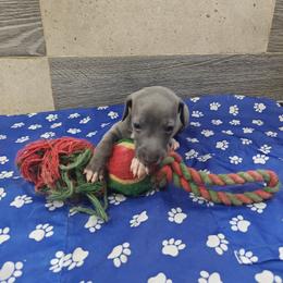 Vito - Blue male Italian Greyhound puppy in Duncanville, Texas from Oremor's