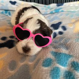 Sabrina pink collar - Parti female Miniature Schnauzer puppy in Anthony, Florida from Amanda Tragash