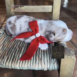 Valentino - Red merle male Toy Australian Shepherd puppy in Kenedy, Texas from C&W Toy Aussies & Poodles