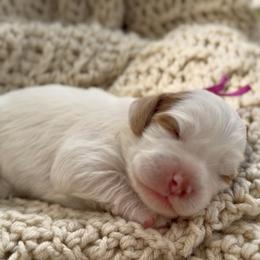 Purple - Blenheim female Cavapoo puppy in Arlington, Texas from Van Haselen Poodles and Doodles