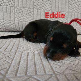 Eddie - Black and rust male Doberman Pinscher puppy in Blanchester, Ohio from Battle Creek Dobermans