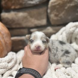 Maple - Blue merle and white female American Corgi puppy in Tishomingo, Mississippi from Magnolia Trace Corgis