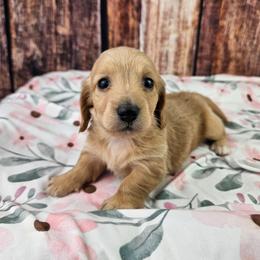 Izzy - Cream female Dachshund puppy in Malad City, Idaho from Mountain Sage Dachshunds