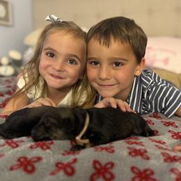 Giant Schnauzer Puppies from Bourbon Country Schnauzers