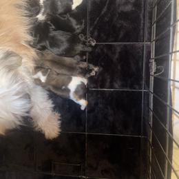 Shih Tzu puppies from Eunice's Shih Tzu