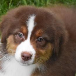 Zegna - Red tri-color female Australian Shepherd puppy in Easton, Missouri from MMA Kennel