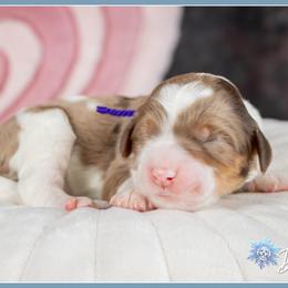 Cariad - Merle female Bernedoodle puppy in Connersville, Indiana from Deaz Doodle Ranch
