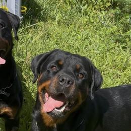 Rottweilers from Gray Kennels Rottweilers