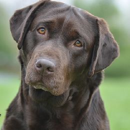 Labrador Retrievers from Loveladies Labradors