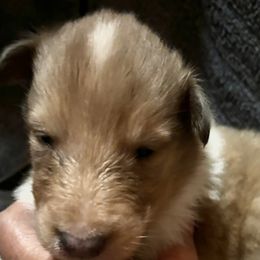 Boy 1 - Collie puppy from Collie Campo