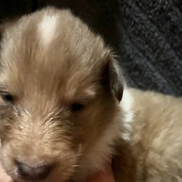 Boy 1 - Collie puppy from Collie Campo