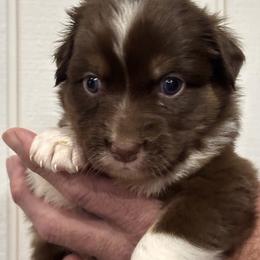 Truffle - Red merle female Australian Shepherd puppy in Canton, Mississippi from Haven Farms Australian Shepherds