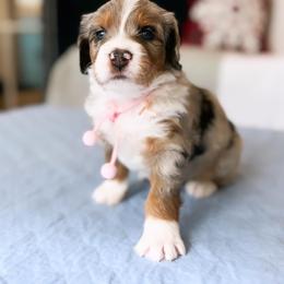 Aussiedoodle, Bernedoodle, Goldendoodle, and Poodle Puppies from Teddy Doodles & Standard Poodles