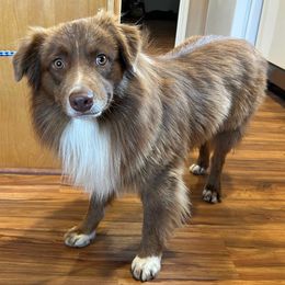 Pepper - Red tri-color male Australian Shepherd puppy in Oroville, California from Puppy Love Ranch Mini Aussies