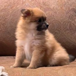 Pomeranians from Shore Kennels