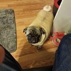woody - Pug