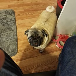woody - Pug