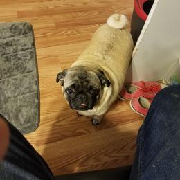 woody - Pug