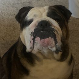 Bulldogs from Malone’s Palmetto Puppies