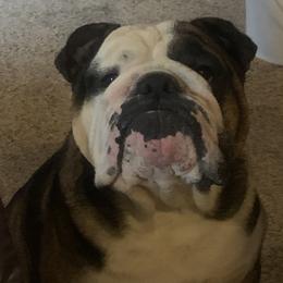 Bulldogs from Malone’s Palmetto Puppies