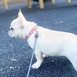 Mocha  - French Bulldog