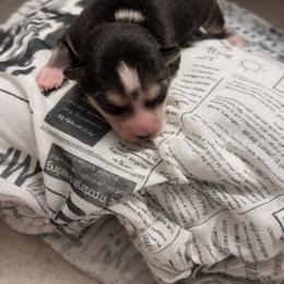 Jasmine - Tri-color female Pomsky puppy in Burton, Michigan from Snow Shark Pomskys