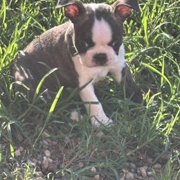 Boy 1 - Brindle and white male Boston Terrier puppy in Alabama from Southern Bulldogs