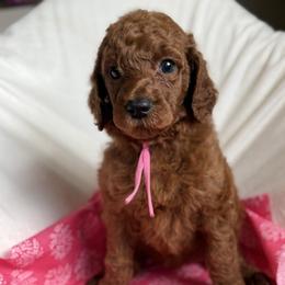 Rose - Red  female Poodle puppy in Mount Vernon, Illinois from AMC Poodles