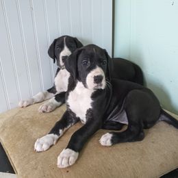 Great Danes from Luna's Danes