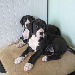 Great Danes from Luna's Danes