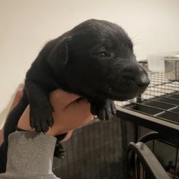 xDutch Shepherd puppies from Mountainside Working Dogs