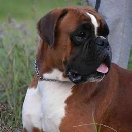 Jack - Boxer