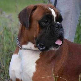 Jack - Boxer