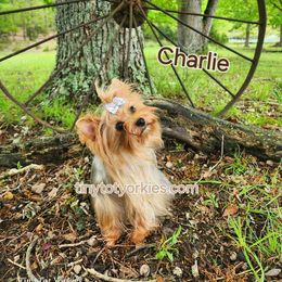 Charlie - Yorkshire Terrier