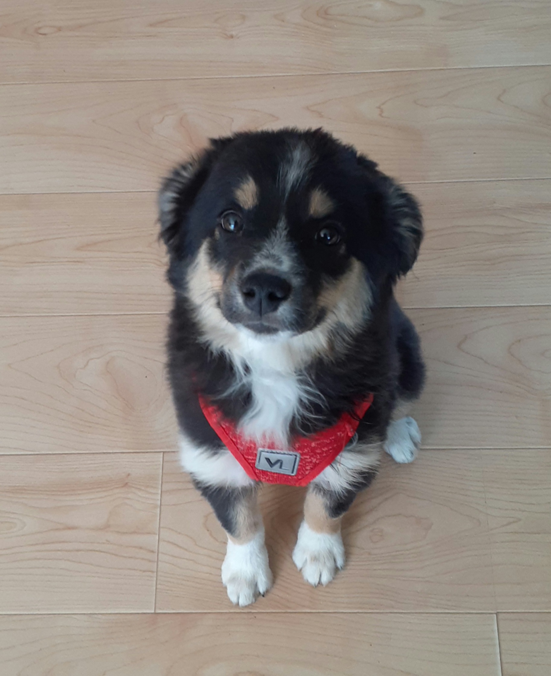 Australian Shepherd and Miniature Australian Shepherd Puppies from Renegade Point Stock Dogs