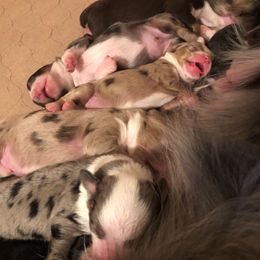 Miniature Australian Shepherd and Toy Australian Shepherd Puppies from Tiny Town Mini and Toy Aussies