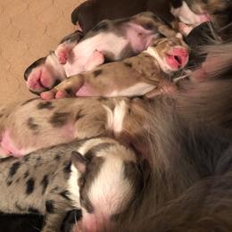 Miniature Australian Shepherd and Toy Australian Shepherd Puppies from Tiny Town Mini and Toy Aussies