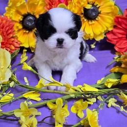 Black Boy (blue) - Black and white male Japanese Chin puppy in Tulsa, Oklahoma from Locust Creek Pugs & Japanese Chin's