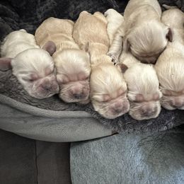 Four - Buff female Cocker Spaniel puppy in Hayward, California from Villa Coco