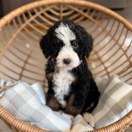 Bay - Tri-color female Bernedoodle puppy in Las Vegas, Nevada from Dose of Doodles