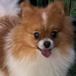 Kat - Pomeranian