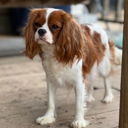 Izzy - Cavalier King Charles Spaniel