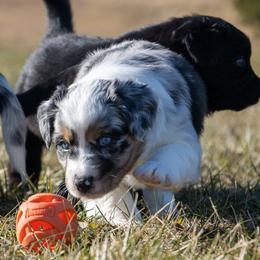Australian Shepherds from Eileensaussies