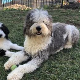Sheepadoodles from Oodles and Oodles of Doodles