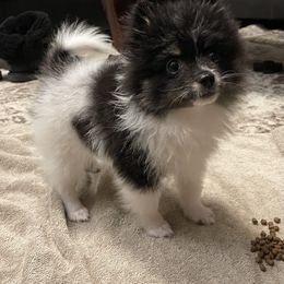 Pomeranian Puppies from Parti Time Pomeranians