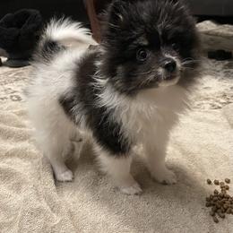 Pomeranian Puppies from Parti Time Pomeranians