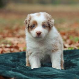 Australian Shepherd Puppies from Circle P Farm
