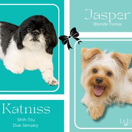 Shorkie puppies from Lil Luxe Pups