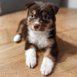 Moose AKC - Red tri-color male Australian Shepherd puppy in Polk City, Florida from Skaky Shepherds